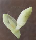  Subterranean Inflorescence